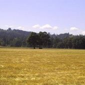 Terry Emmert Property