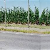 Butteville Road at Matthieu - Donald