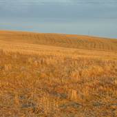 Henry's Wheat Farm