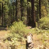 River Bridge Campground