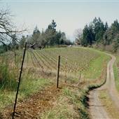 Abby Ridge Vineyard