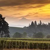 Stoller Family Estate - 10071362