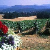 Tyee Vineyards