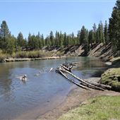 La Pine State Park: Big Pine