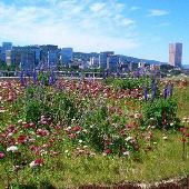 Multnomah County Building Eco Roof