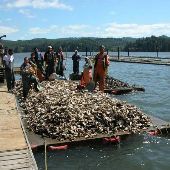 Oregon Oyster Farm