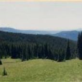 Timberline Trail Meadow
