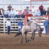St Paul Rodeo