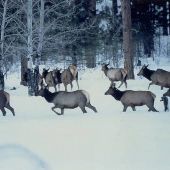 Elkhorn Wildlife Refuge