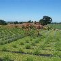 Sauvie Island Lavender Farm
