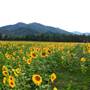 Schmidt Family Farms