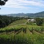 David Hill Vineyards & Winery