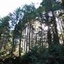 Silver Falls State Park