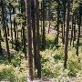 North Umpqua Forest District