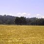 Terry Emmert Property