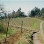 Abby Ridge Vineyard