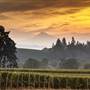 Stoller Family Estate - 10071362