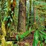 Old Salmon River Trail