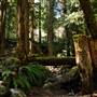 Old Salmon River Trail