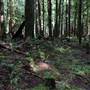 Still Creek Trail