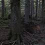 Silver Falls State Park