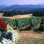Tyee Vineyards