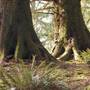Cascade Head Trail