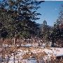Jaz Ranch