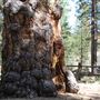 La Pine State Park: Big Pine