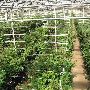 Peterkort Roses