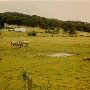 Goshen Pasture