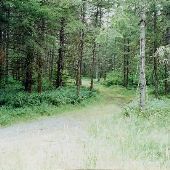 Port Blakely Tree Farm