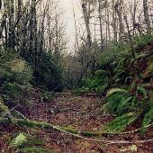 NW McNamee Road Fields