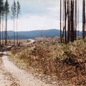 Longview Fiber Log Road - Vernonia Area