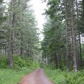 Pendleton Forest Roads