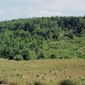 Dixie Mountain Road Tree Farm