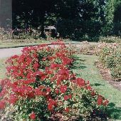 Owen Memorial Rose Gardens