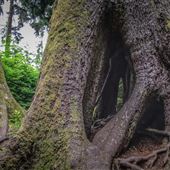 Cathedral Tree Trail