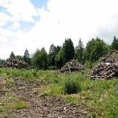 Clear Cut - Hwy 47 between 26 and Vernonia