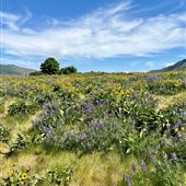 Tom McCall Wildflower Preserve