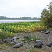 Sauvie Island - Oak Isle - Sturgeon Lake