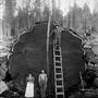 Old growth timber