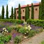 Alloro Vineyard