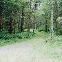 Port Blakely Tree Farm