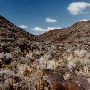 Petroglyph Canyon