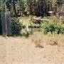 Metolius River
