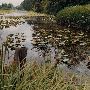 Seaside Ponds
