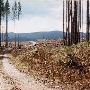 Longview Fiber Log Road - Vernonia Area