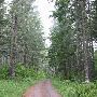 Pendleton Forest Roads