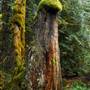 Old Salmon River Trail